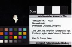 Foto (Objket + Etiketten) von Decapoda indet. 